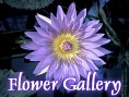 Japanese Flower Gallery. 