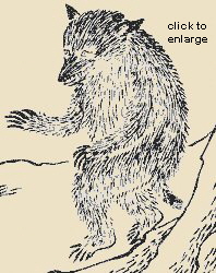 Tanuki as appearing in the 1666 Kinmozui