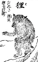 Tanuki as appearing in the 1666 Kinmozui