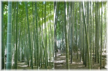 Bamboo Forest at Hokkoku-ji, Kamakura, Japan