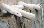 White Snake, Indigenous to Japan.