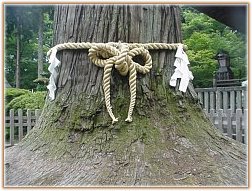 Shinto Rope - Signifies that a Tree Kami lives within the tree, signifies sacred ground, Egara Tenjin, Kamakura