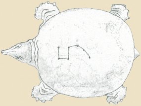 turtle-mystic-shosoin-nara-sketch
